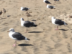 Larus occidentalis