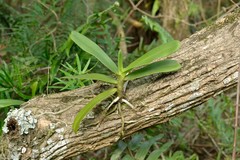 Cyrtorchis arcuata arcuata