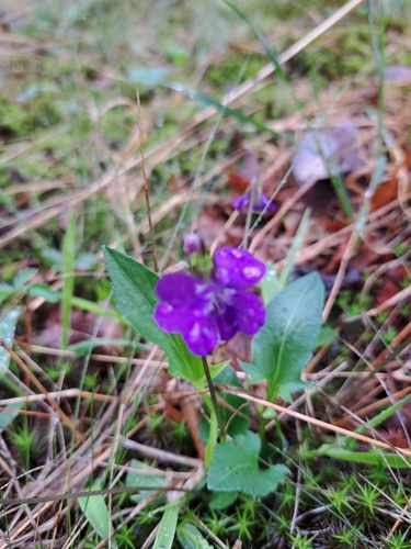 Image of Viola sagittata by (c) Bob Schwartz, some rights reserved (CC BY)