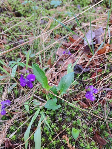 Image of Viola sagittata by (c) Bob Schwartz, some rights reserved (CC BY)