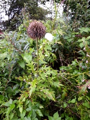 Echinops sphaerocephalus