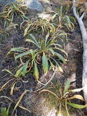 Dodecatheon