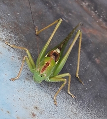 Tettigonia viridissima