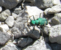 Cicindela patruela