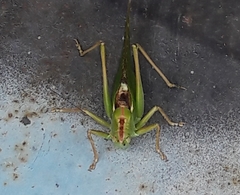 Tettigonia viridissima