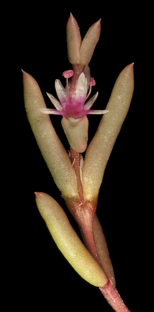 Polycnemoideae