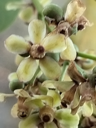 Image of Swietenia macrophylla by no rights reserved