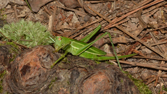 Hubbellia marginifera