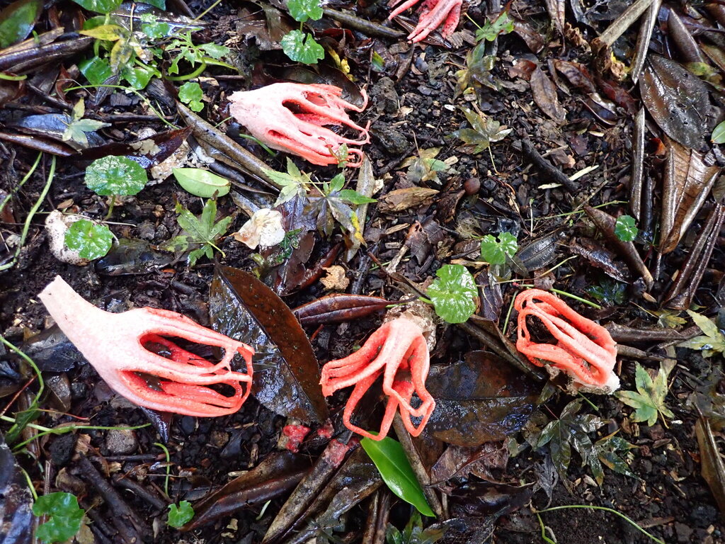 Clathrus archeri · May 2025 · photo: © bethmaree (iNaturalist, cc-by)