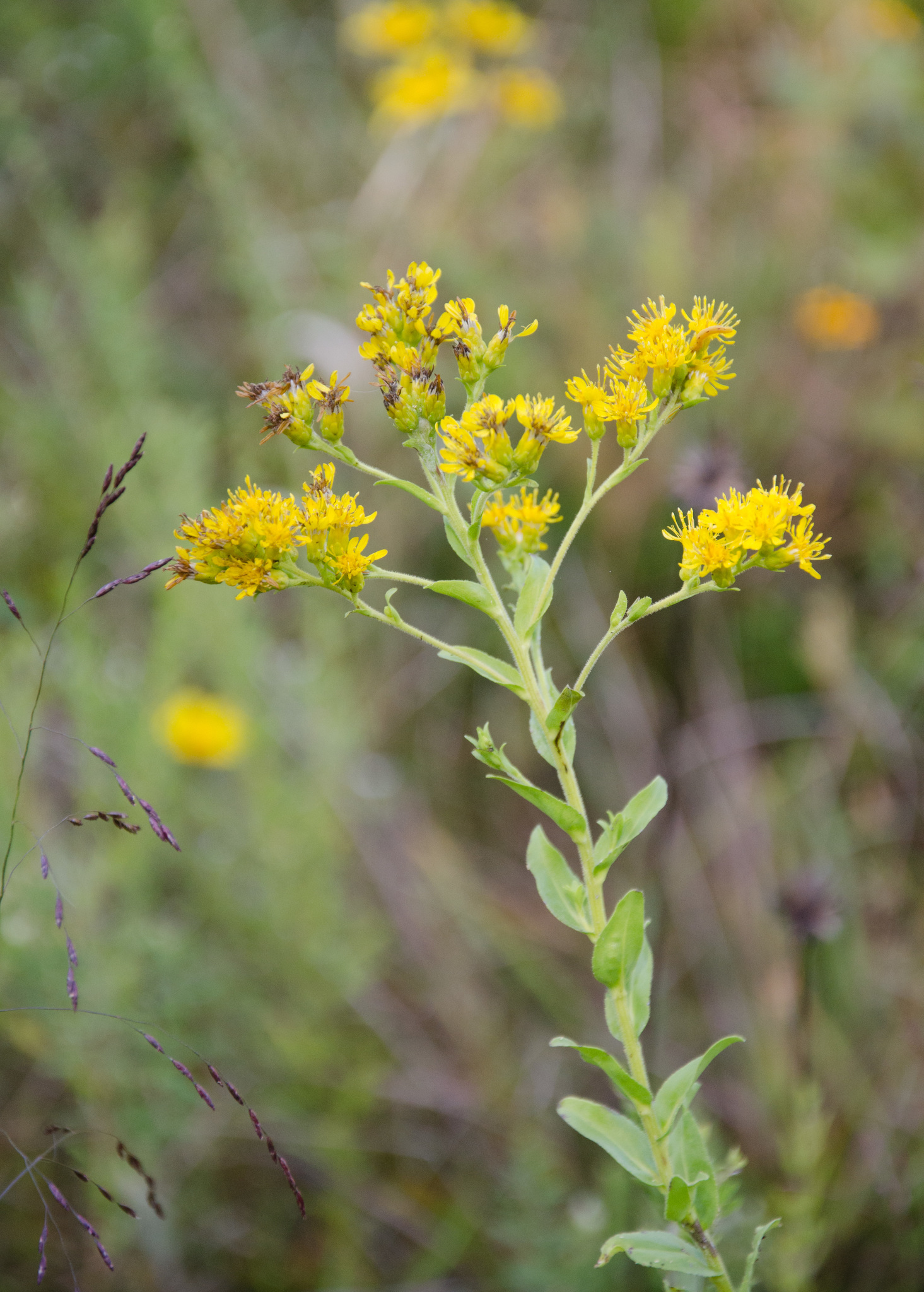 Solidago rigida ssp. glabrata