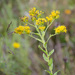 Solidago rigida glabrata - Photo (c) Suzanne Cadwell, some rights reserved (CC BY-NC)