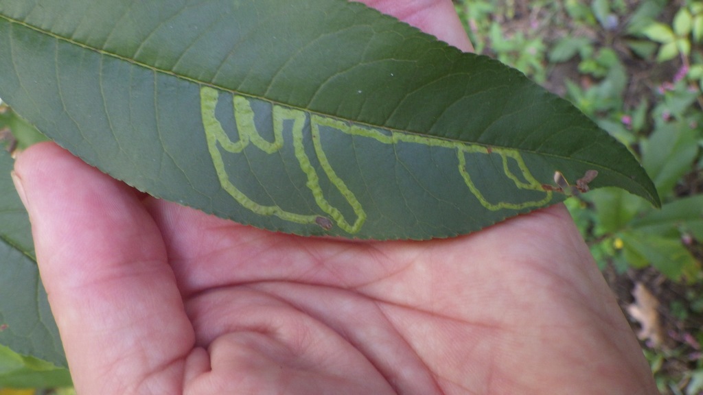 Phytomyza persicae