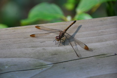 Sympetrum infuscatum