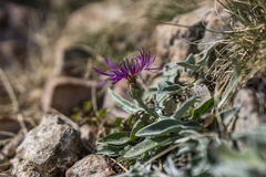 Centaurea axillaris