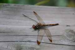 Sympetrum infuscatum