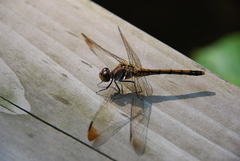 Sympetrum infuscatum