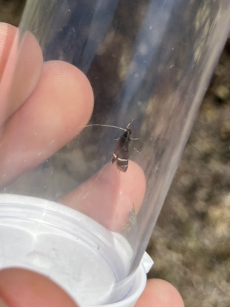 Purple Fairy Moth