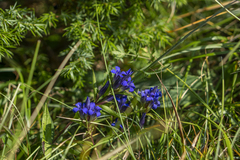 Gentiana cruciata phlogifolia