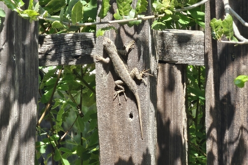 iNaturalist observation photo of Coast Range Fence Lizard