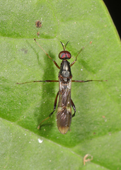 Acropeltates