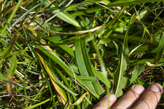 Gentiana cruciata phlogifolia