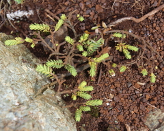 Pimelea xenica