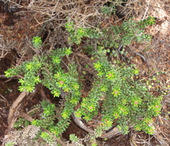 Cassinia amoena