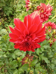 Dahlia cultorum