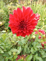 Dahlia cultorum