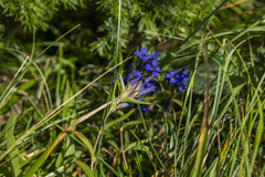 Gentiana cruciata phlogifolia