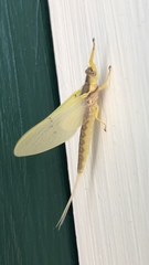 Pentagenia vittigera