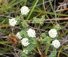 Pimelea sporadica