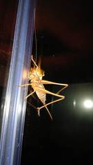 Antaxius spinibrachius