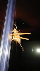 Antaxius spinibrachius