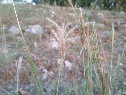fúzatka prstnatá (Bothriochloa ischaemum)