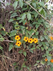 Thunbergia alata