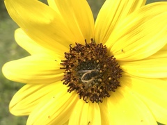 Sparnopolius confusus