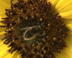 Sparnopolius confusus