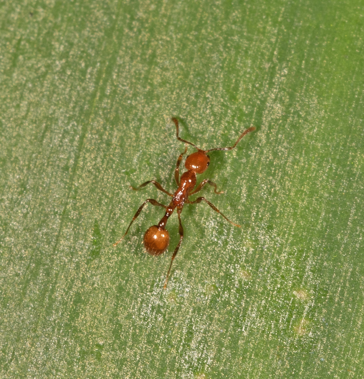 Chelaner petiolatus
