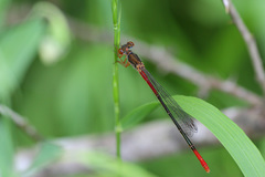 Ceriagrion georgifreyi