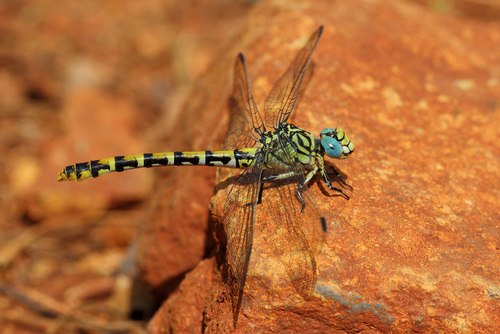Small Pincertail