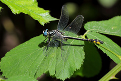 Gomphus schneiderii