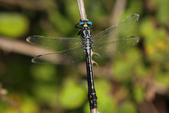 Gomphus schneiderii