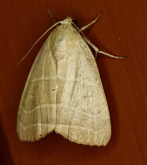 Bagisara rectifascia