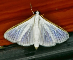 Diaphania costata