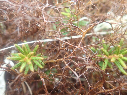 Heath Foxhair Lichen