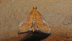 Pyrausta rubricalis