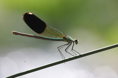 Calopteryx splendens amasina