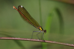 Calopteryx splendens amasina