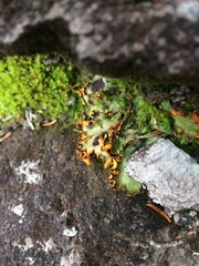 Solorina crocea